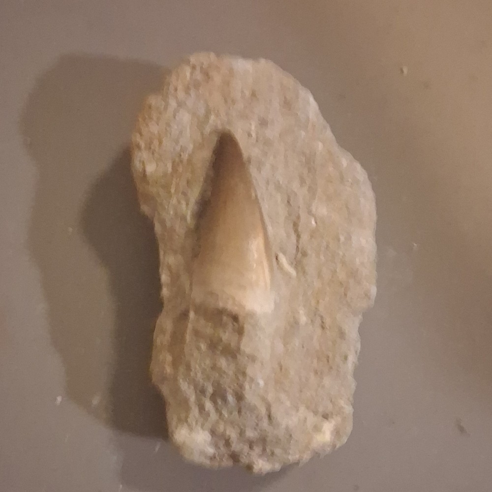 Fossilized Dinosaur Tooth Embedded in Matrix Prehistoric Fossil Specimen