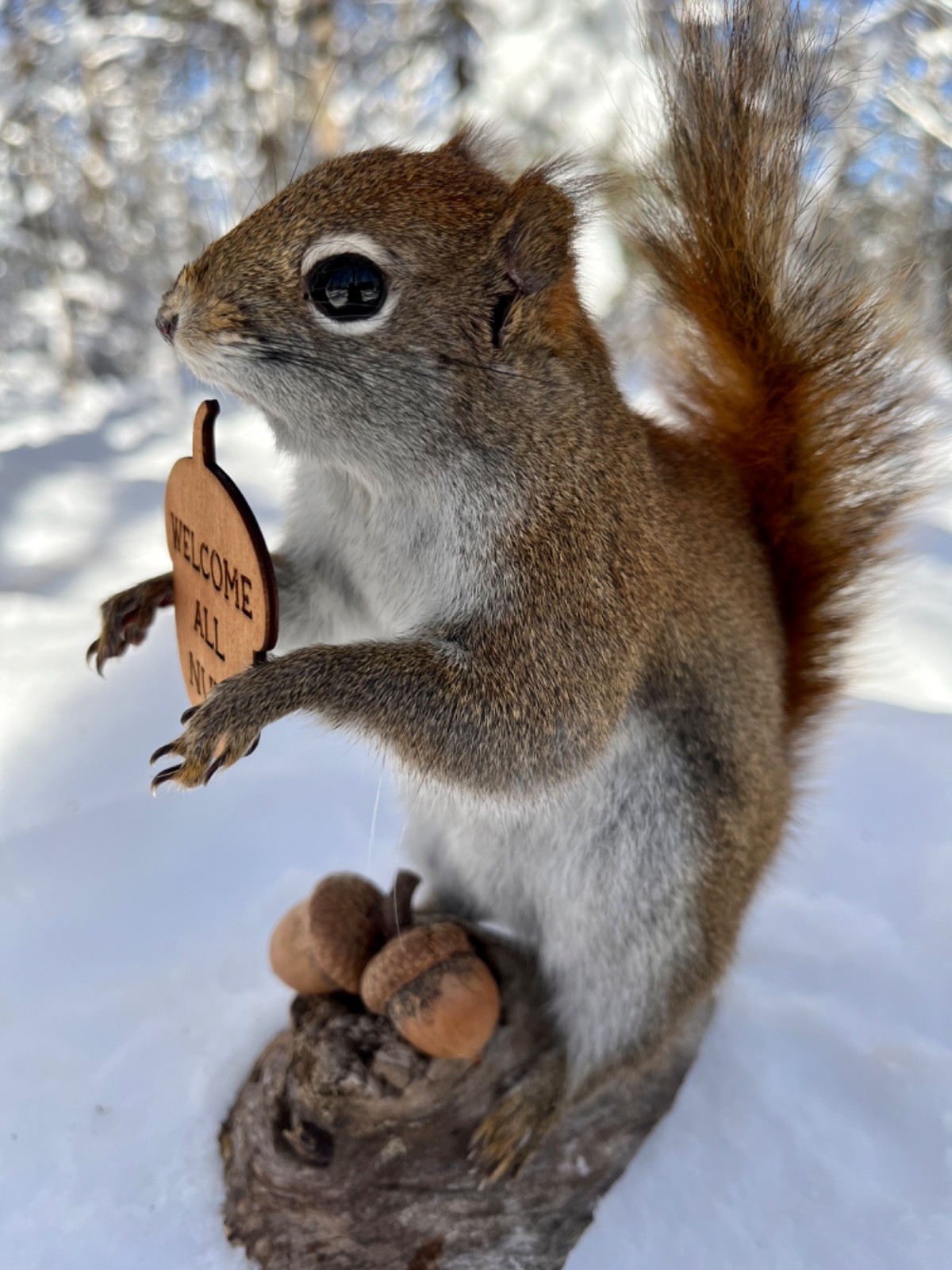 Red Squirrel Taxidermy, Squirrel Taxidermy, Pine Squirrel, Adirondacks, Gift!