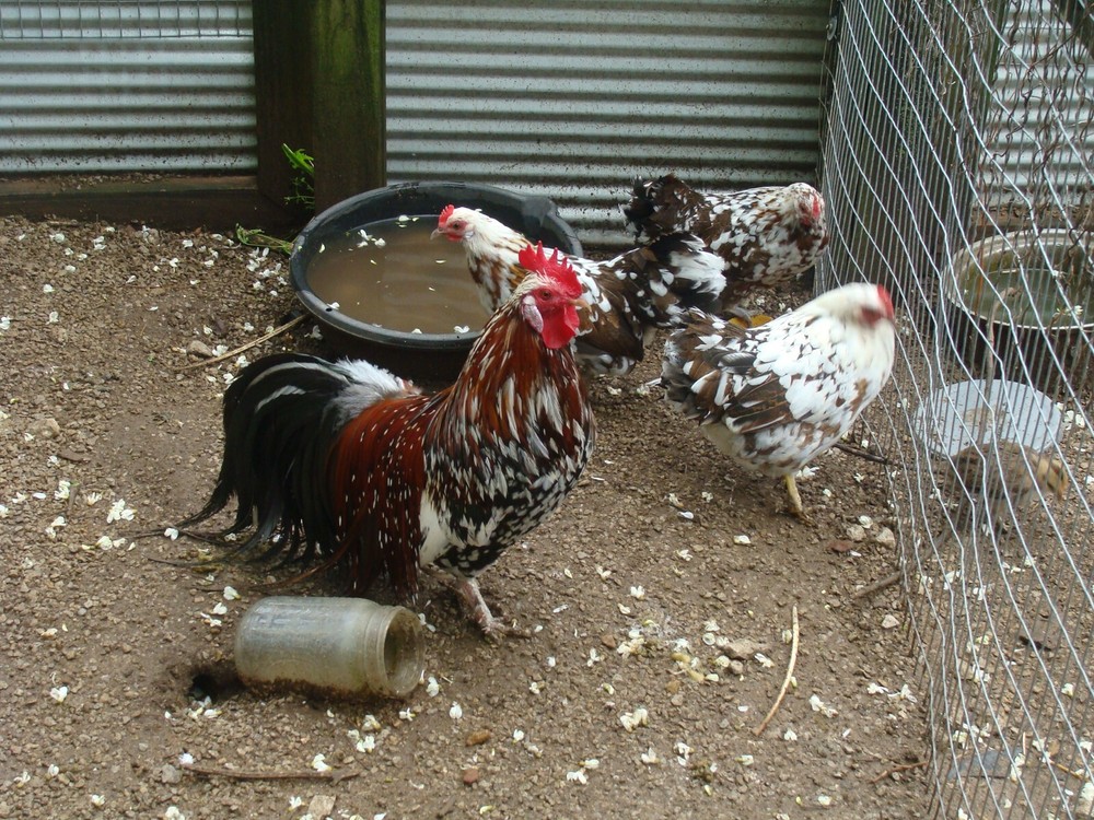 6 RARE JAPANESE OHIKI BANTAM HATCHING EGGS