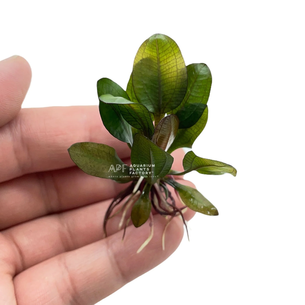 Echinodorus Small Bear | Aquarium Plants Factory®
