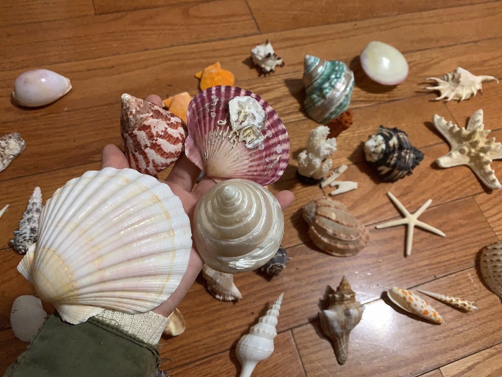 G1N Beautiful Nature Seashells Sea Shells A Lots