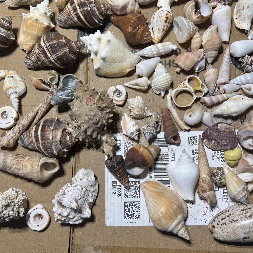 Collection of Sea Shells Various Types and Sizes Lot Bundle Small Medium