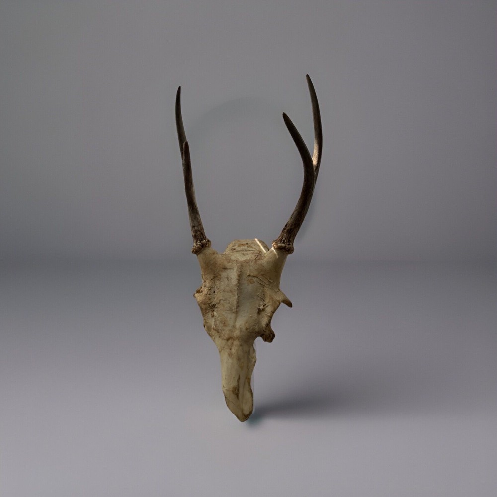 Deer Skull