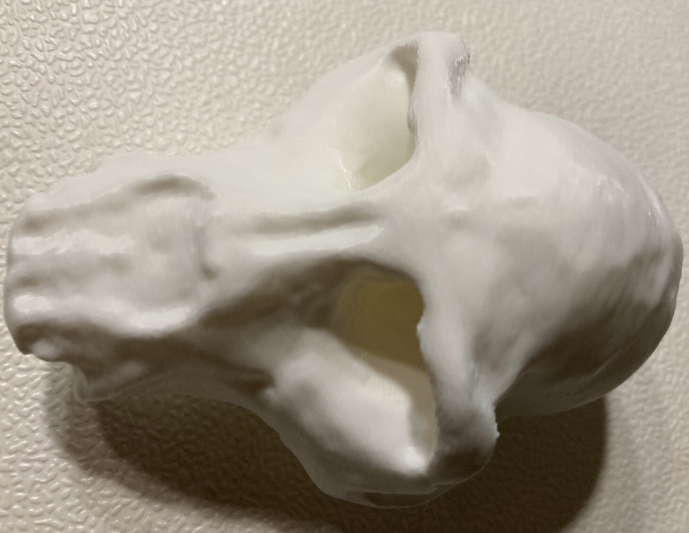 Chimpanzee Skull Replica Uppet 3D Printed