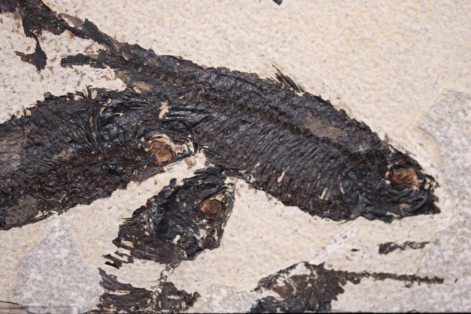 Multi Fossil Fish Mortality Fossil Lake Green River Fm Wyoming WY COA 11763