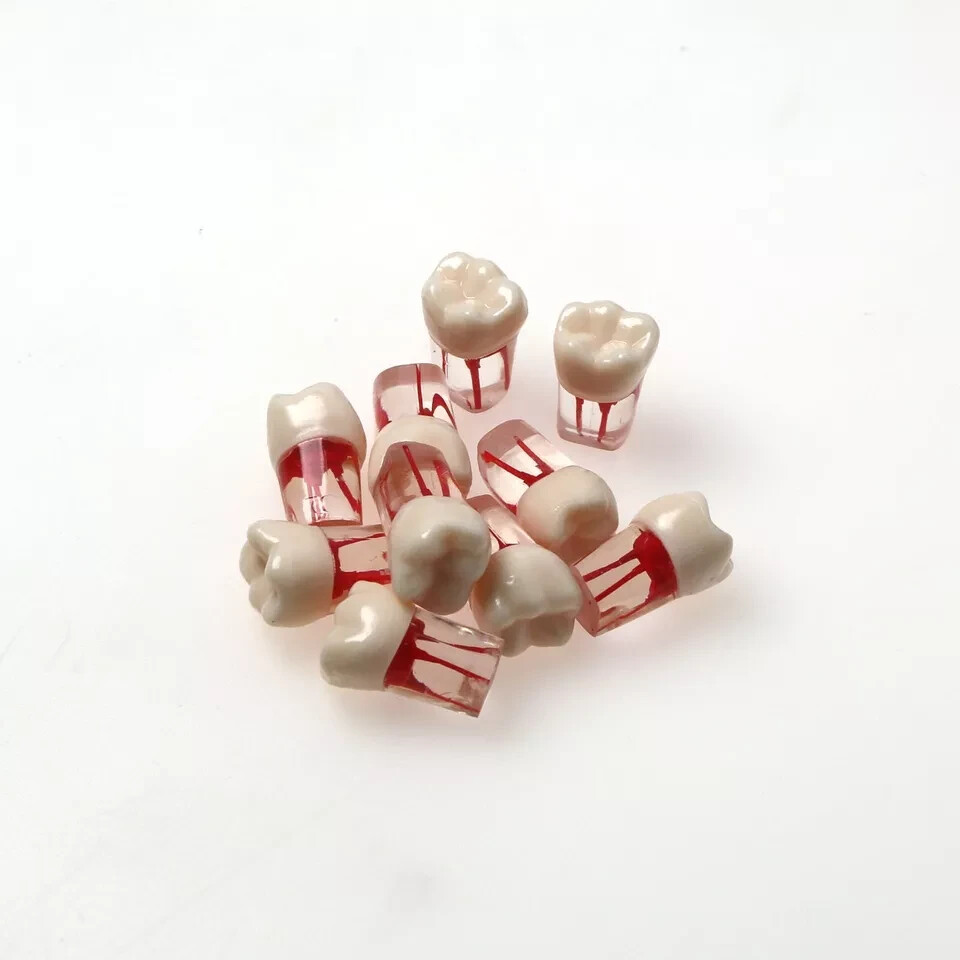 Dental Endo Root Canal Teeth Model Study Practice Typodont Model #36#45#46