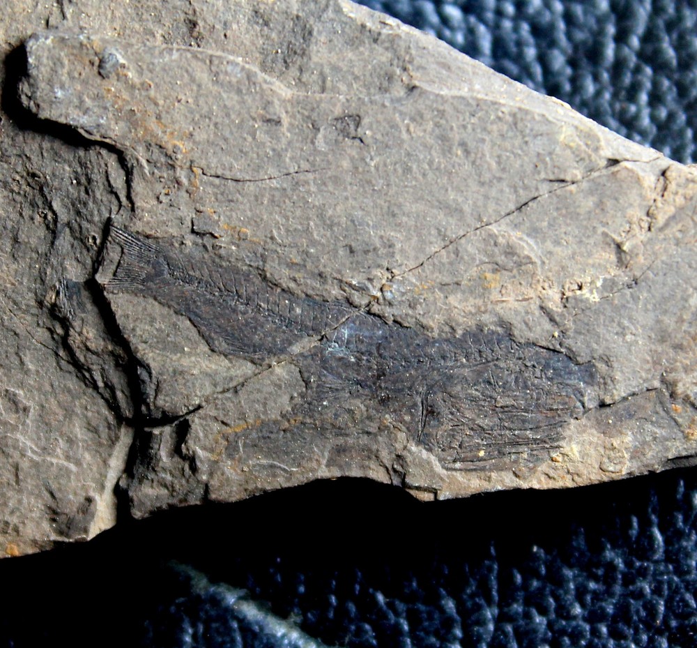 Eomyctophum sp. - Oligocene fossil fish