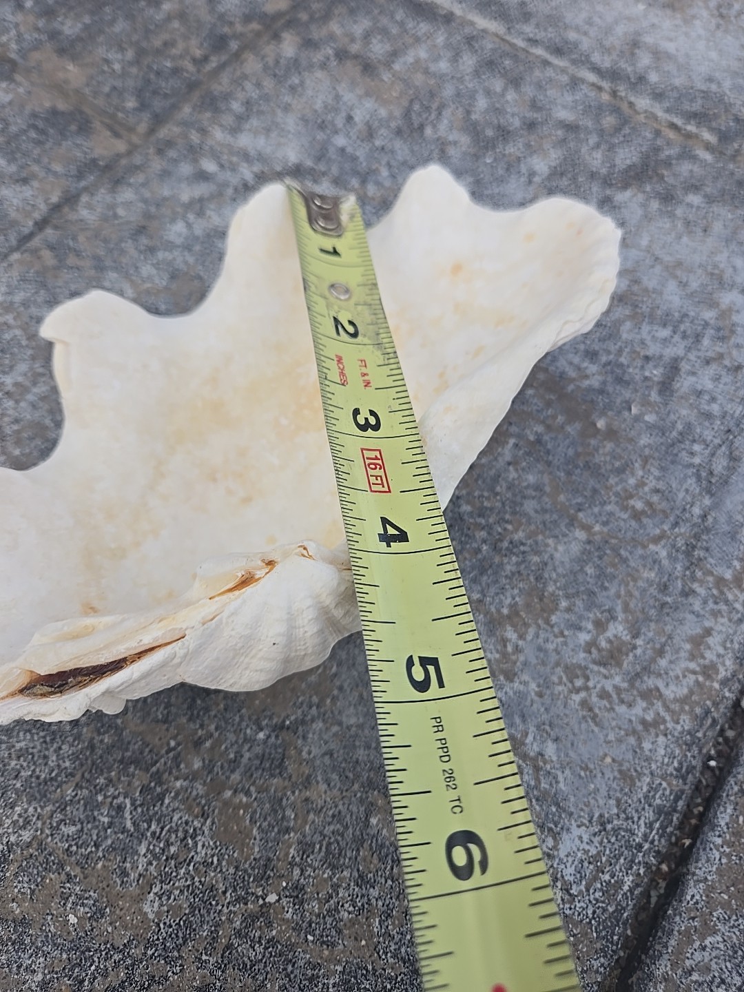 Derasa Tridacna Clam Seashell Half White w Barnacle Growth 1 HALF approx 6.75"