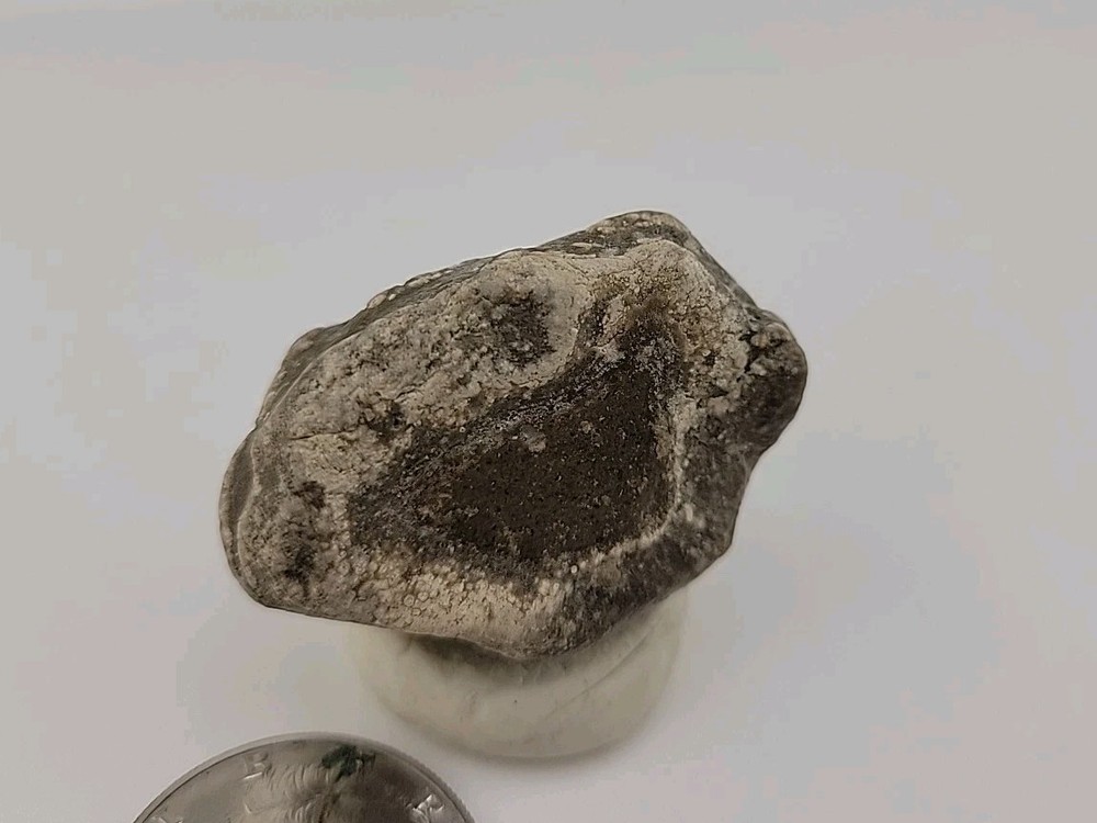 Real Permineralized Reptile Egg Fossil
