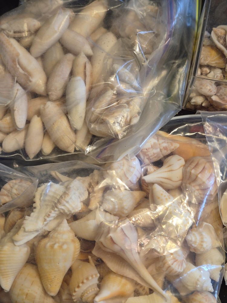 Sea Shells Lot- Over 8 Pounds-Assorted Sizes