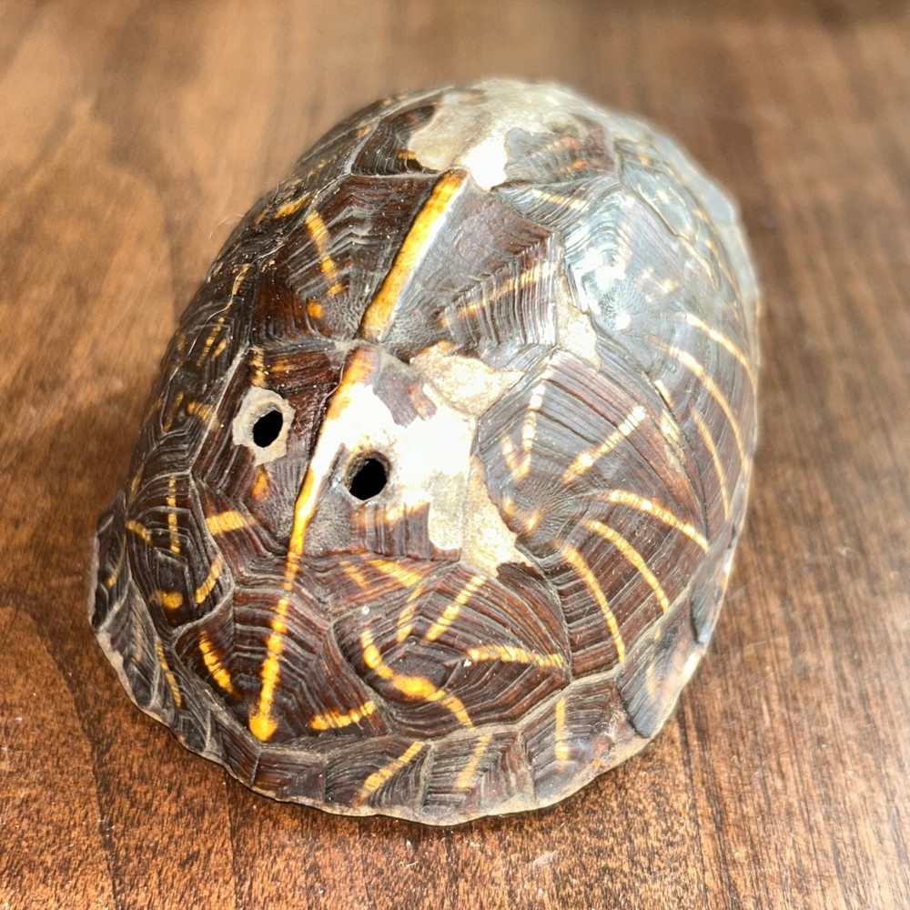 C. 1890 Southeastern Turtle Shell Pierced Rattle