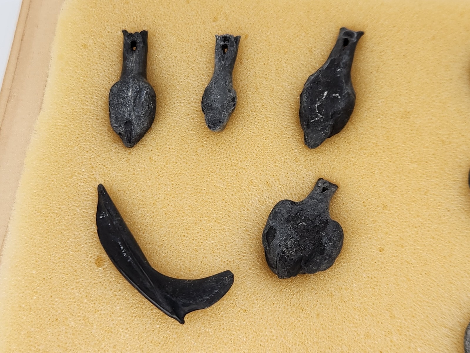 Fish Swim Bladder Fossil - Florida - 1 Per Purchase