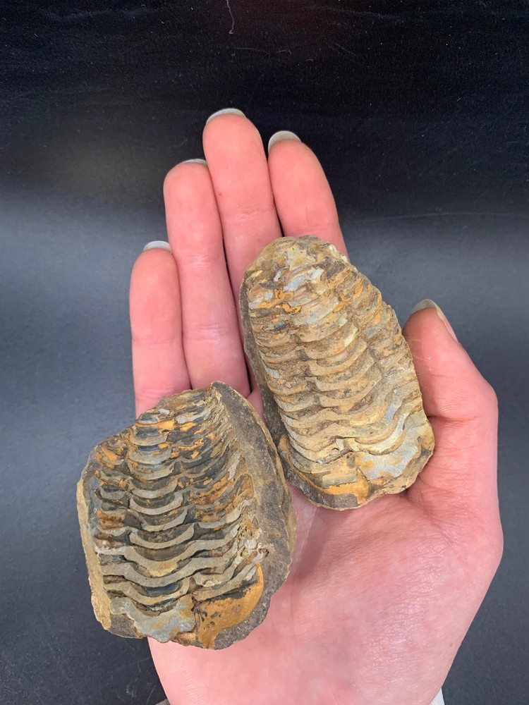 Flexycalymene Trilobite Nodule