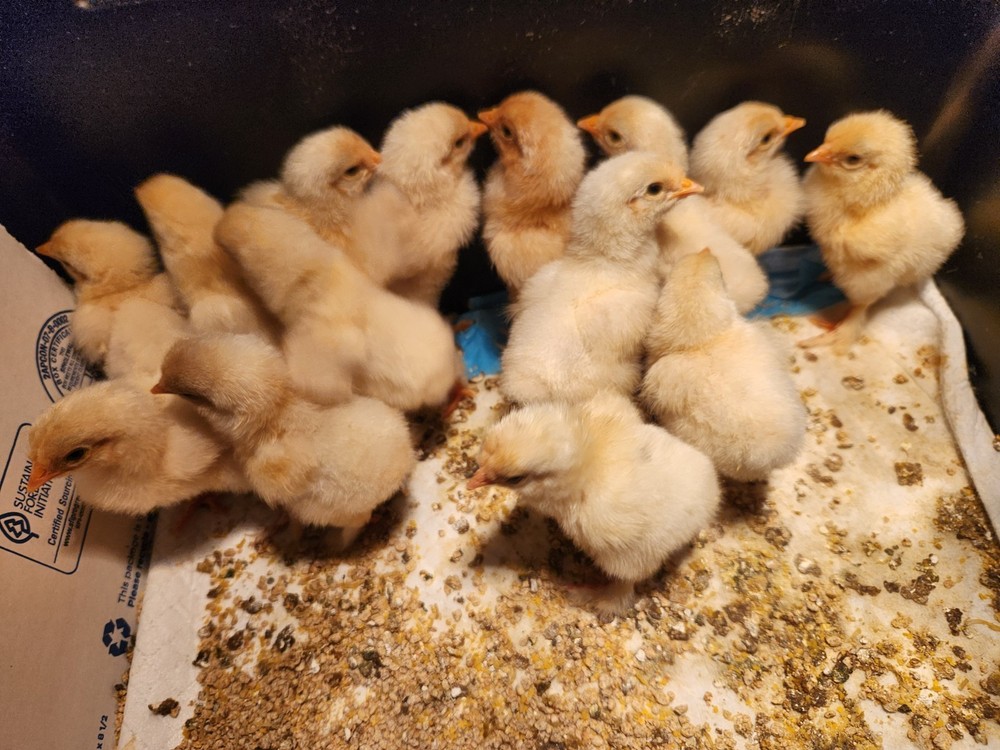 8+ Beautiful Buff Laced Brahma Hatching Eggs