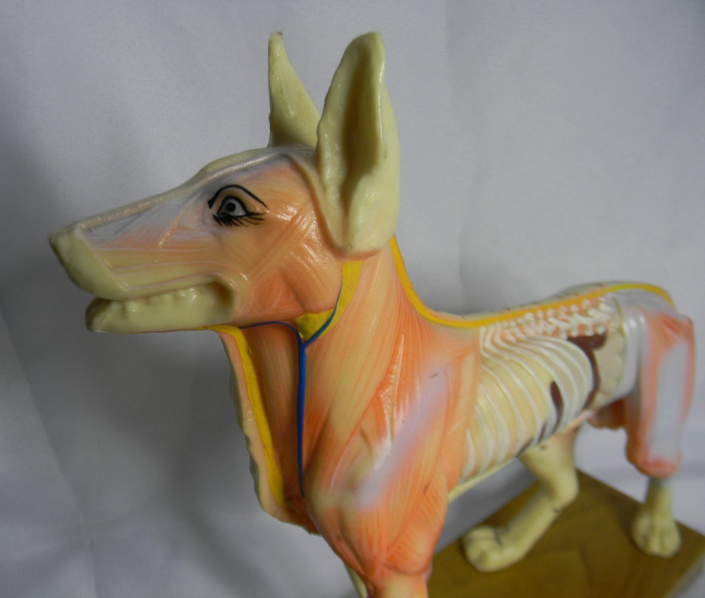Dog Acupuncture Model Veterinary Medical