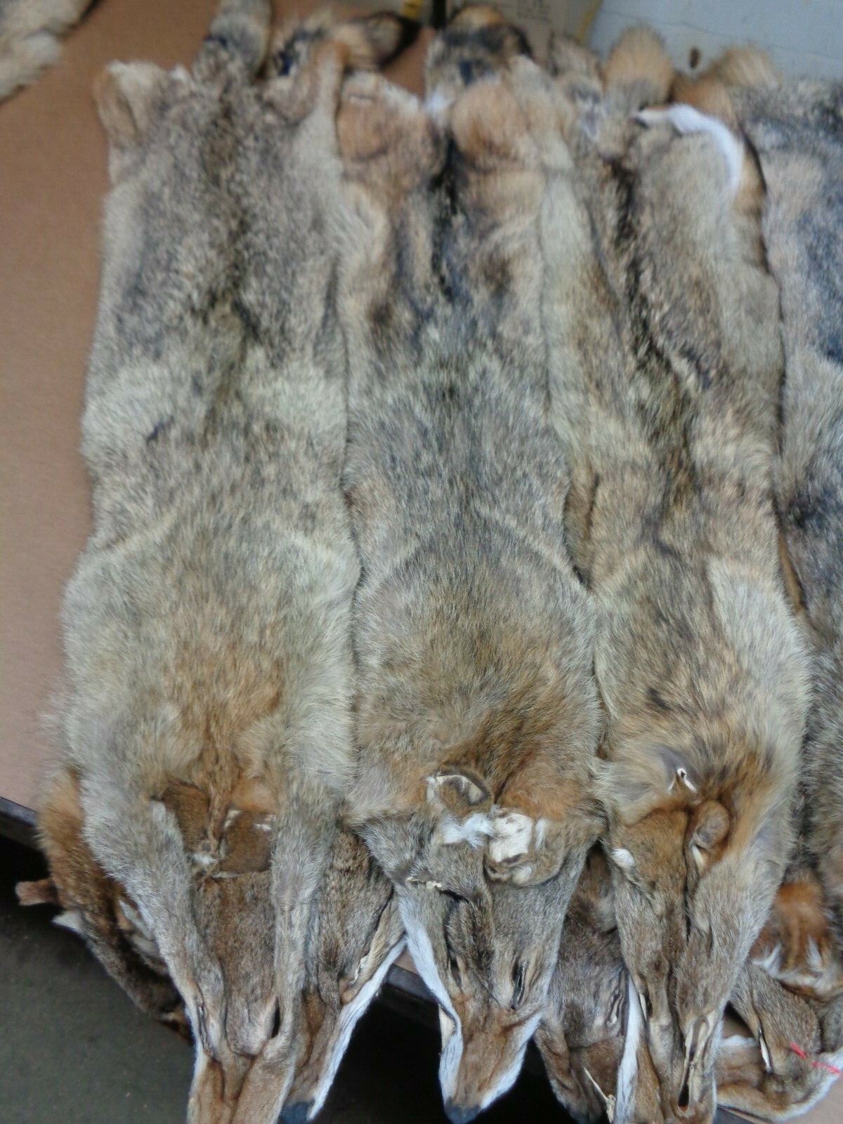 Tanned XXL/XL Semi-Heavy Coyote Hide #2 With Full Tail /Furs/Taxidermy/Crafts