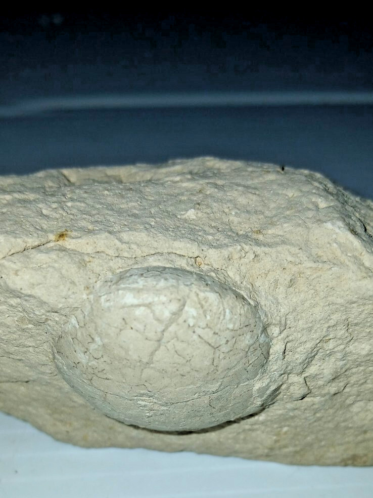 Turtle Egg Fossil?