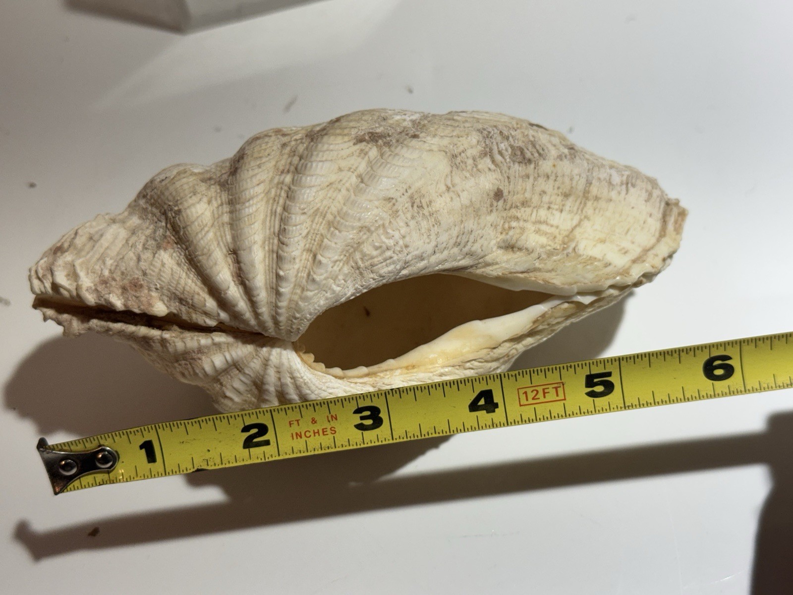 Clam Shell Tridacna Gigas Set Pair Both Valves 6” Complete