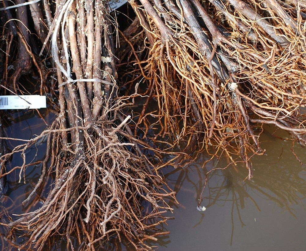 2 Ruby Red Seedless Live Grape Planst - 1-2 Year Old - Pruned Ready for Planting