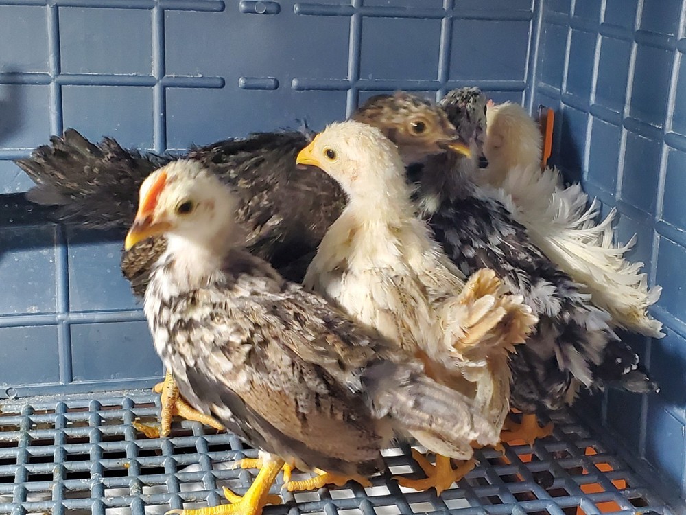 10+ Fertile Serama Chicken Hatching Eggs