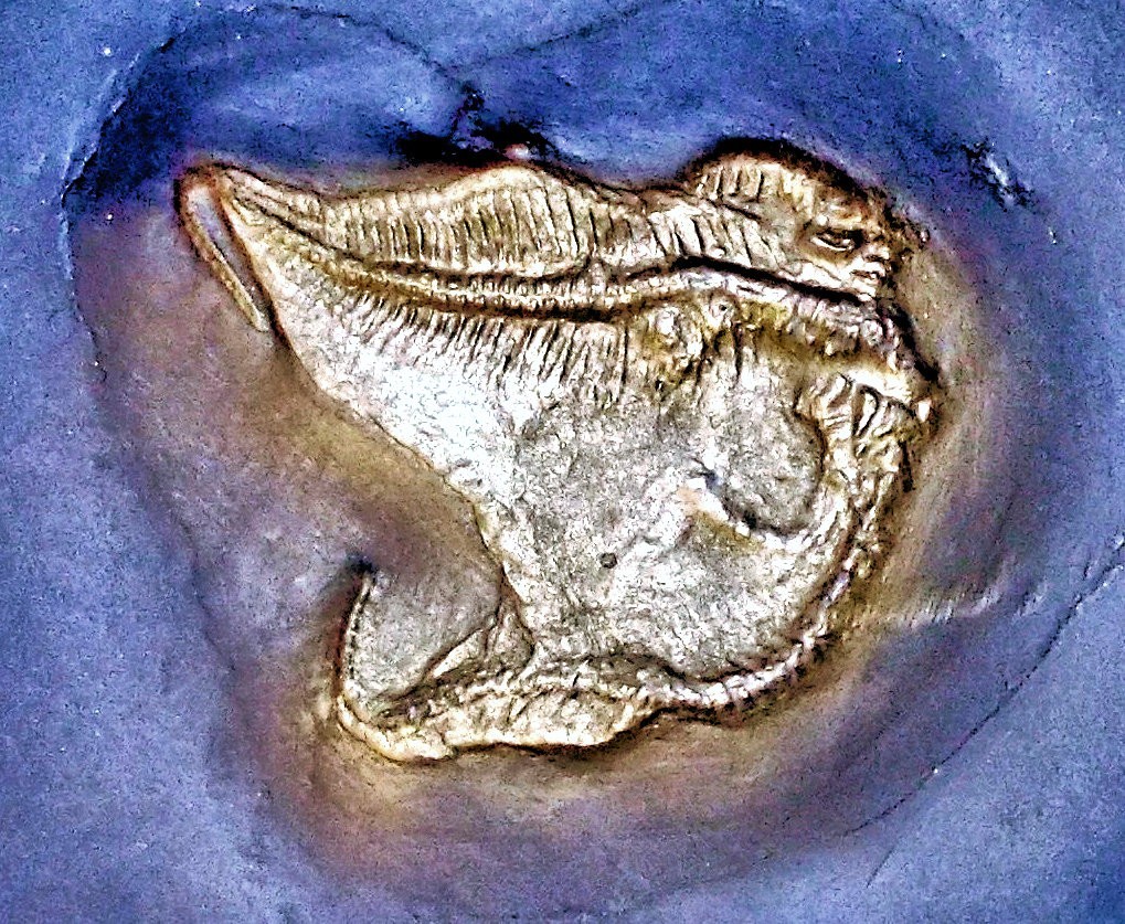 Rare 4.5cm starfish Loriolaster miriabilis; Lower Devonian, Bundenbach, Germany