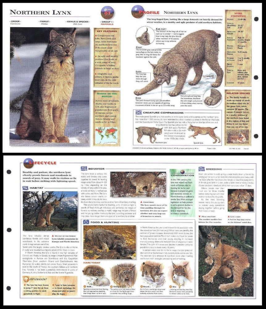 Fold-Out Sheet - Northern Lynx - 41