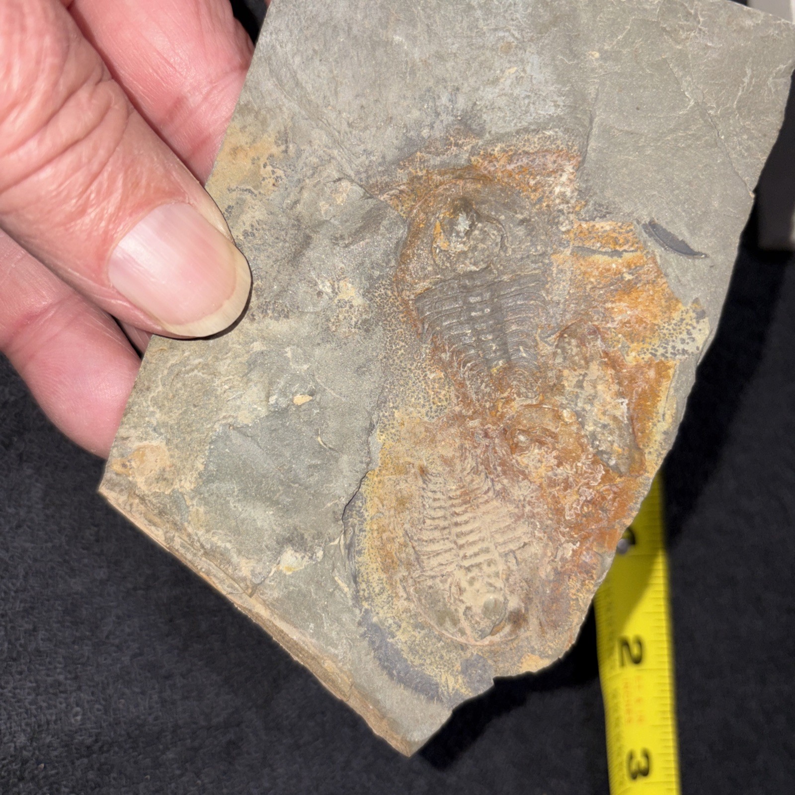 Double Olenellus From Nevada Lower Cambrian Not Prepped