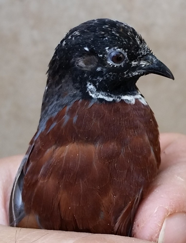 12 Button Quail Hatching Eggs