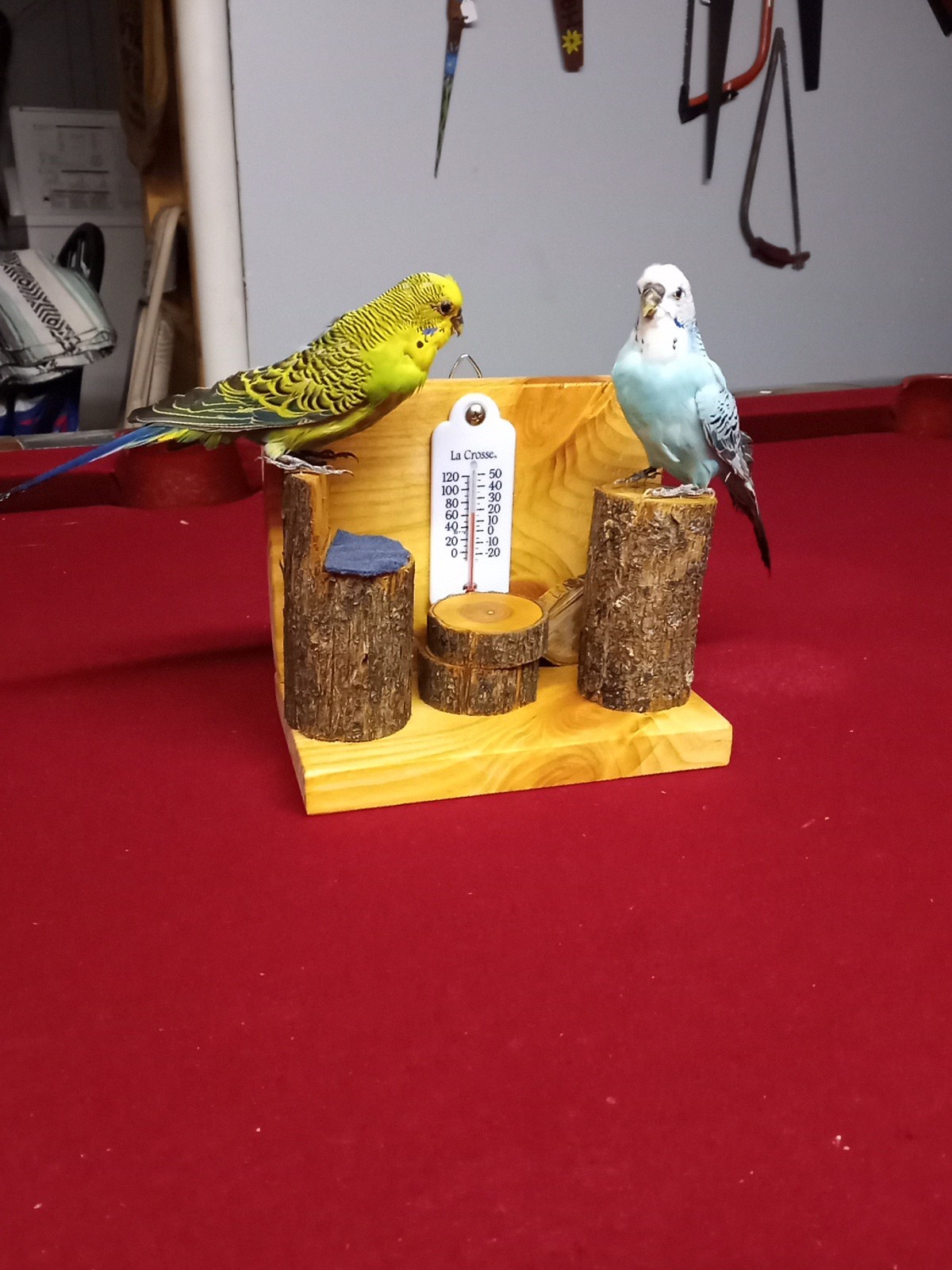 DUAL PARAKEET TAXIDERMY WALL OR TABLE DECORATION Bulgarian Parakeets