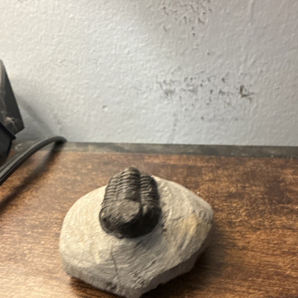 Trilobite Fossil Specimen on Matrix Rock