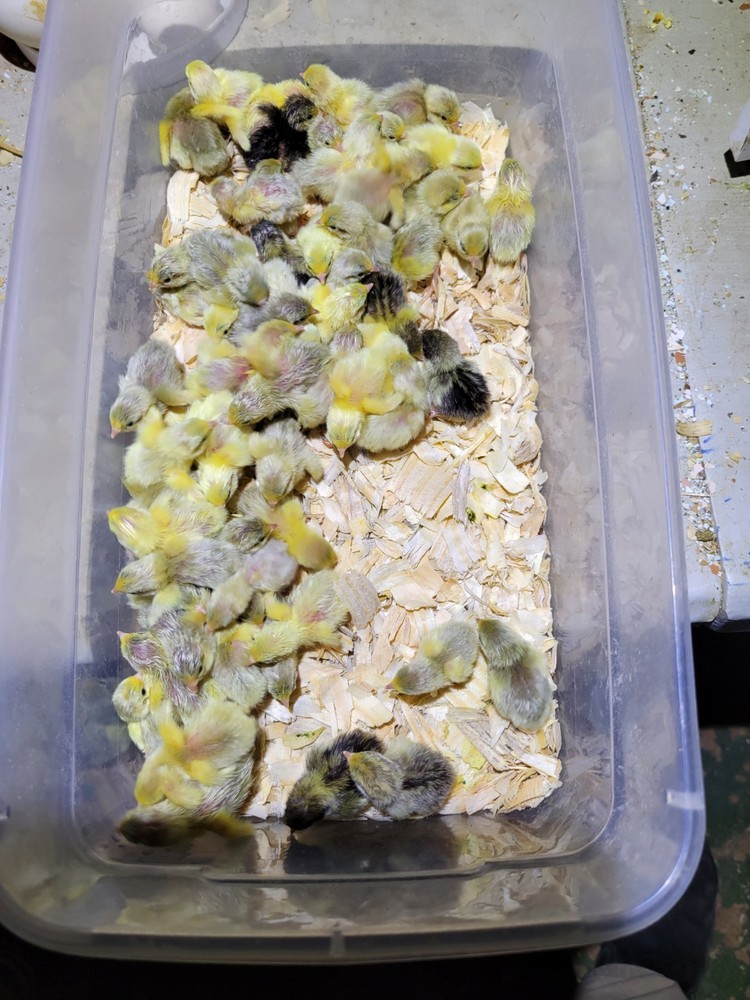 12 Button Quail Hatching Eggs