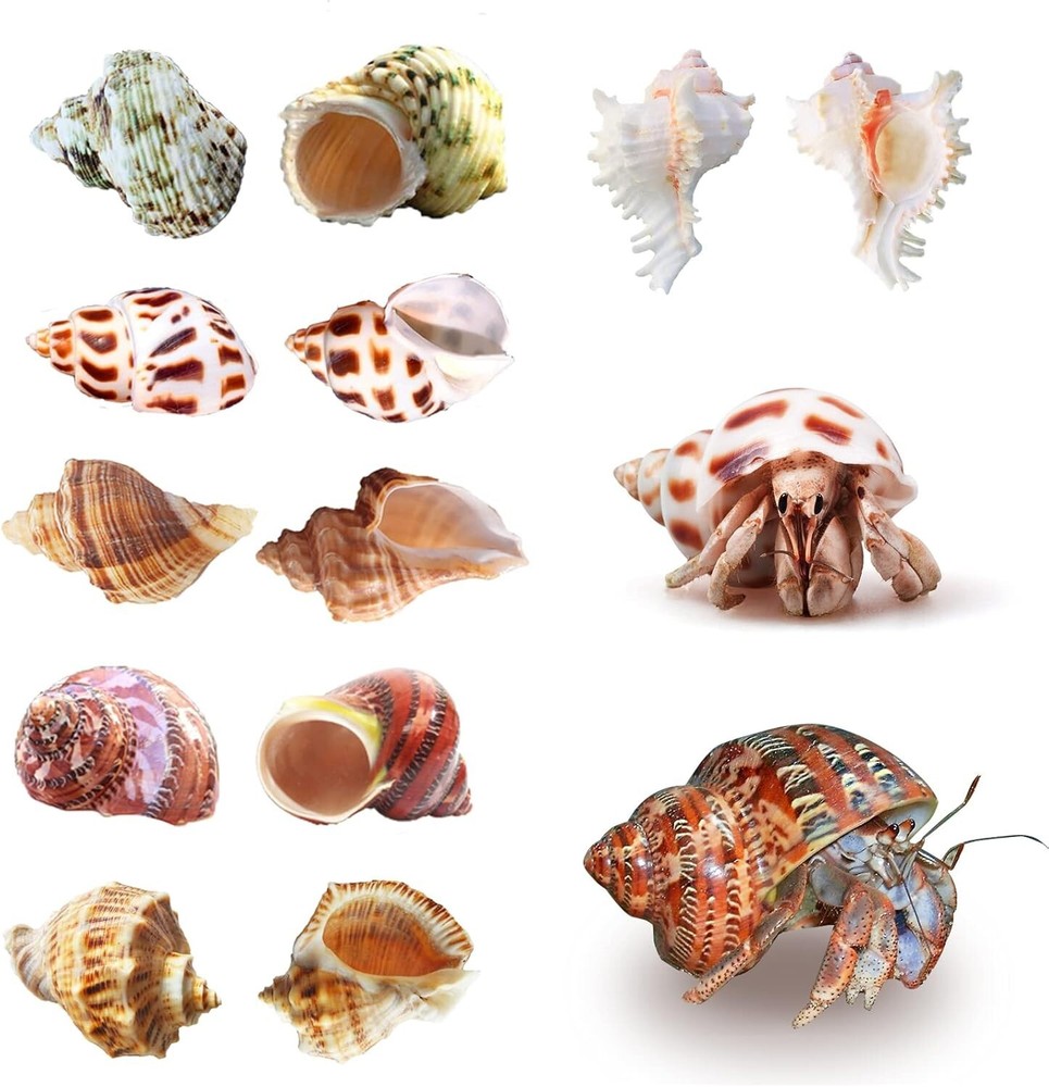 6 PCS Hermit Crab Shells Medium Large XLarge Growth Turbo Seashells