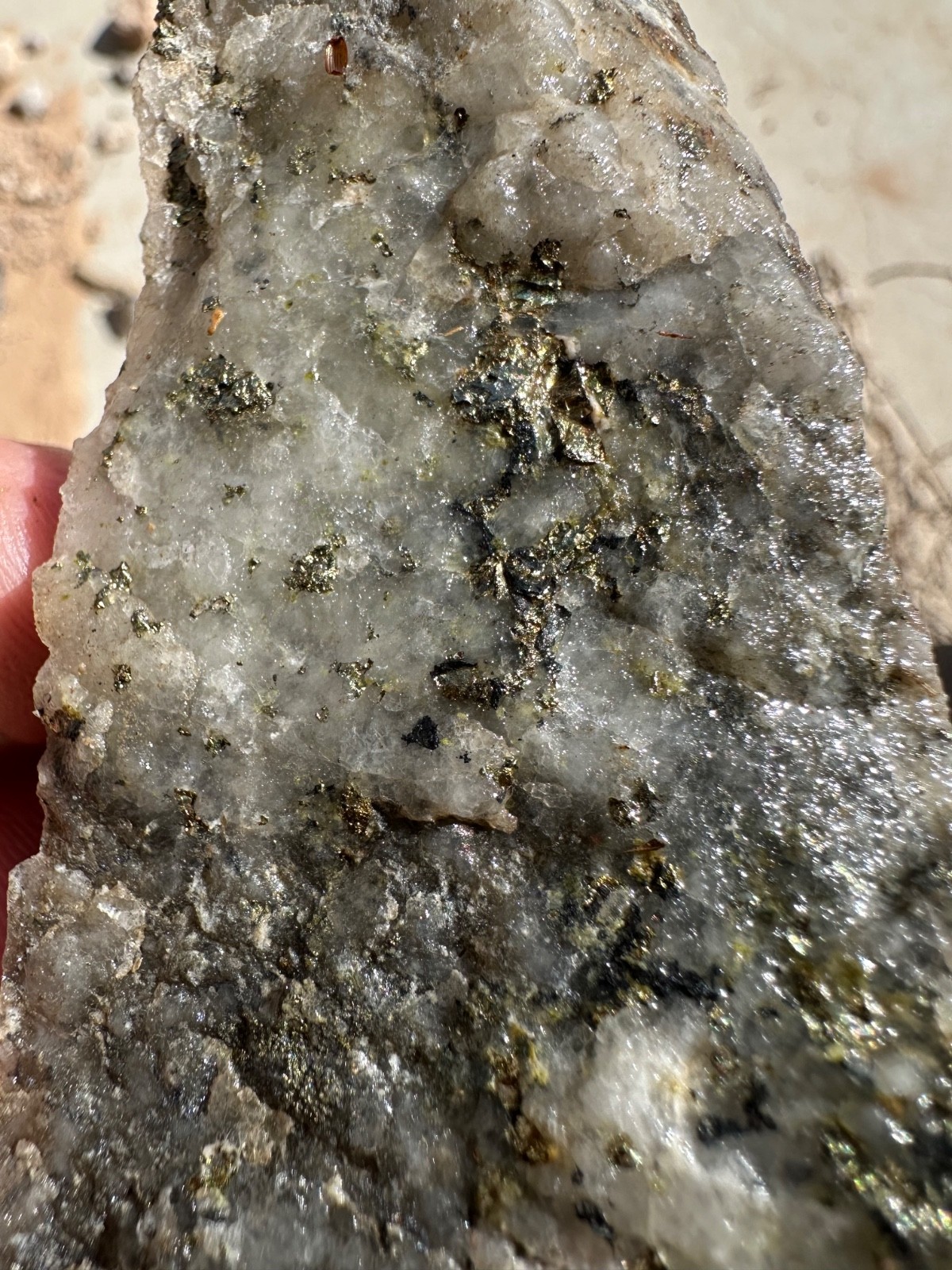 GOLD ORE SAMPLE SPECIMENS 1.5 lbs