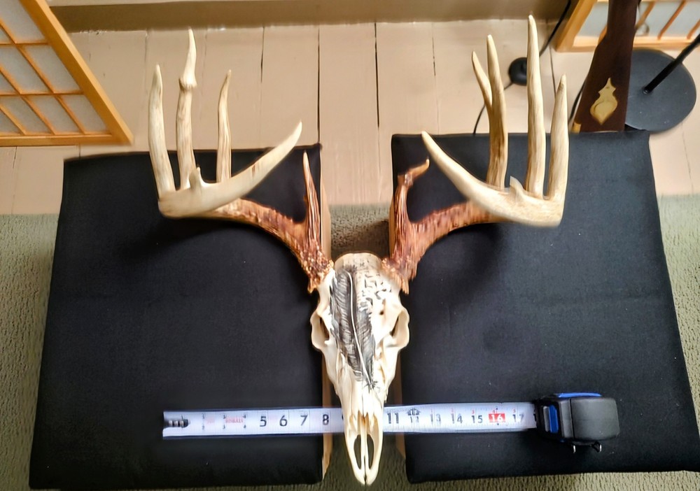 13 Point Ohio Whitetail Deer