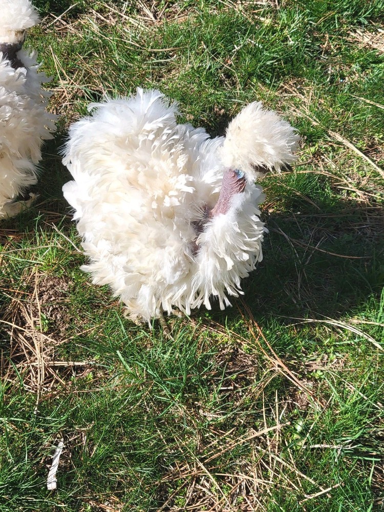 10+ BEAUTIFUL Silkie Hatching Eggs .