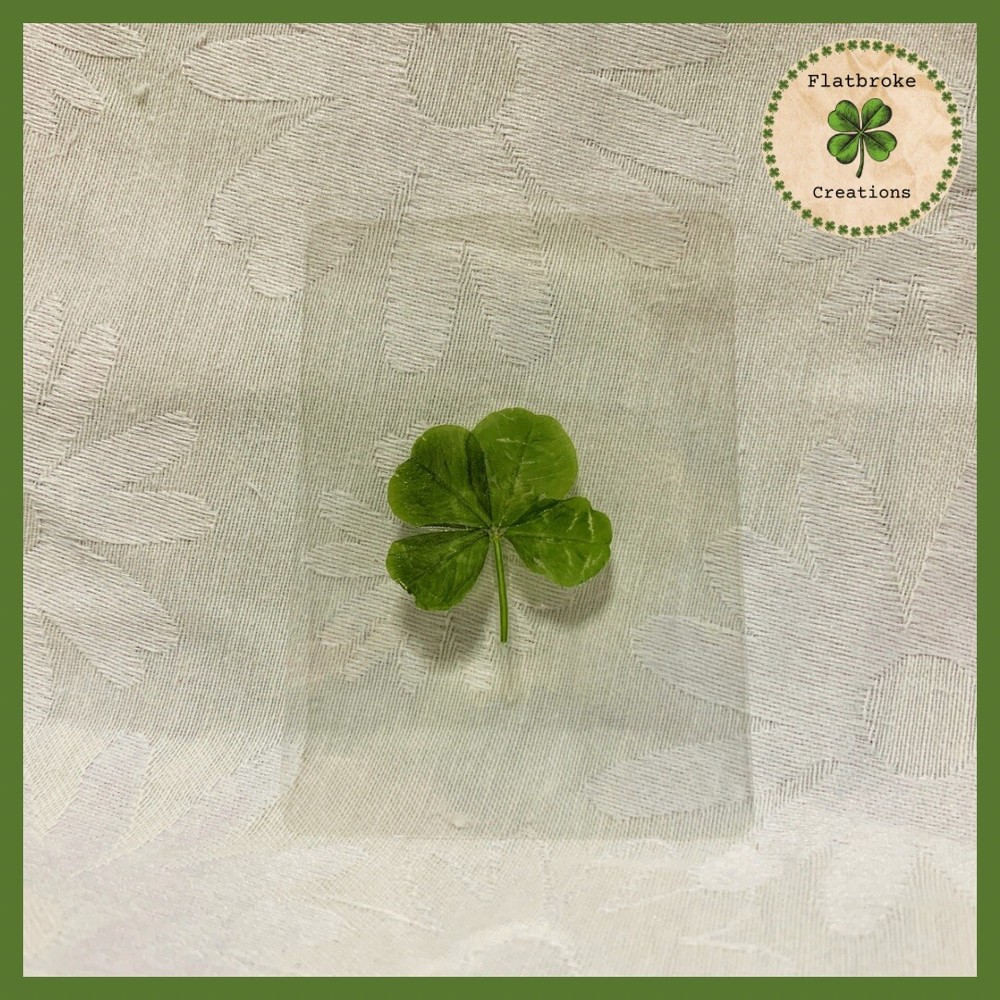 🍀Real Laminated Four Leaf Clover🍀 Shamrock