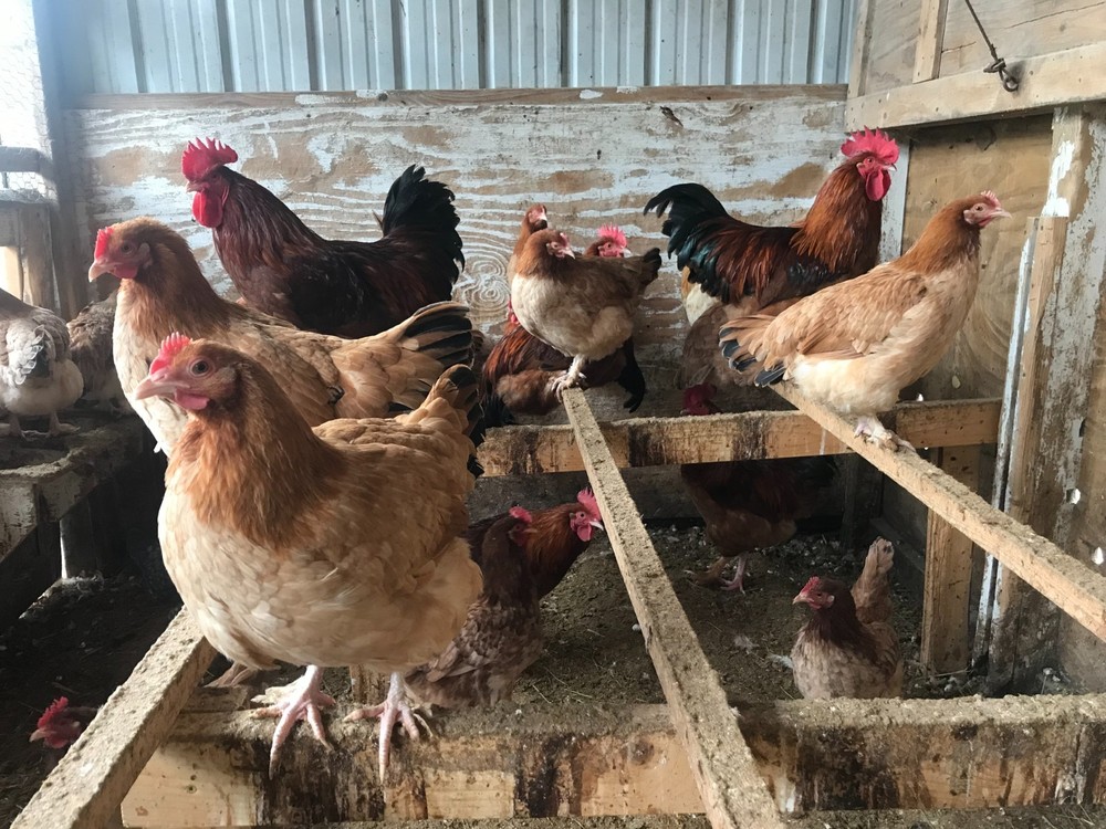 10++ Black Tail Red Marans Hatching Eggs - Cedar Hill Marans