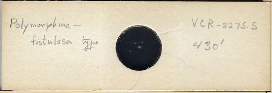 Foraminifera Polymorphina fistulosa Microfossil Microscope Slide