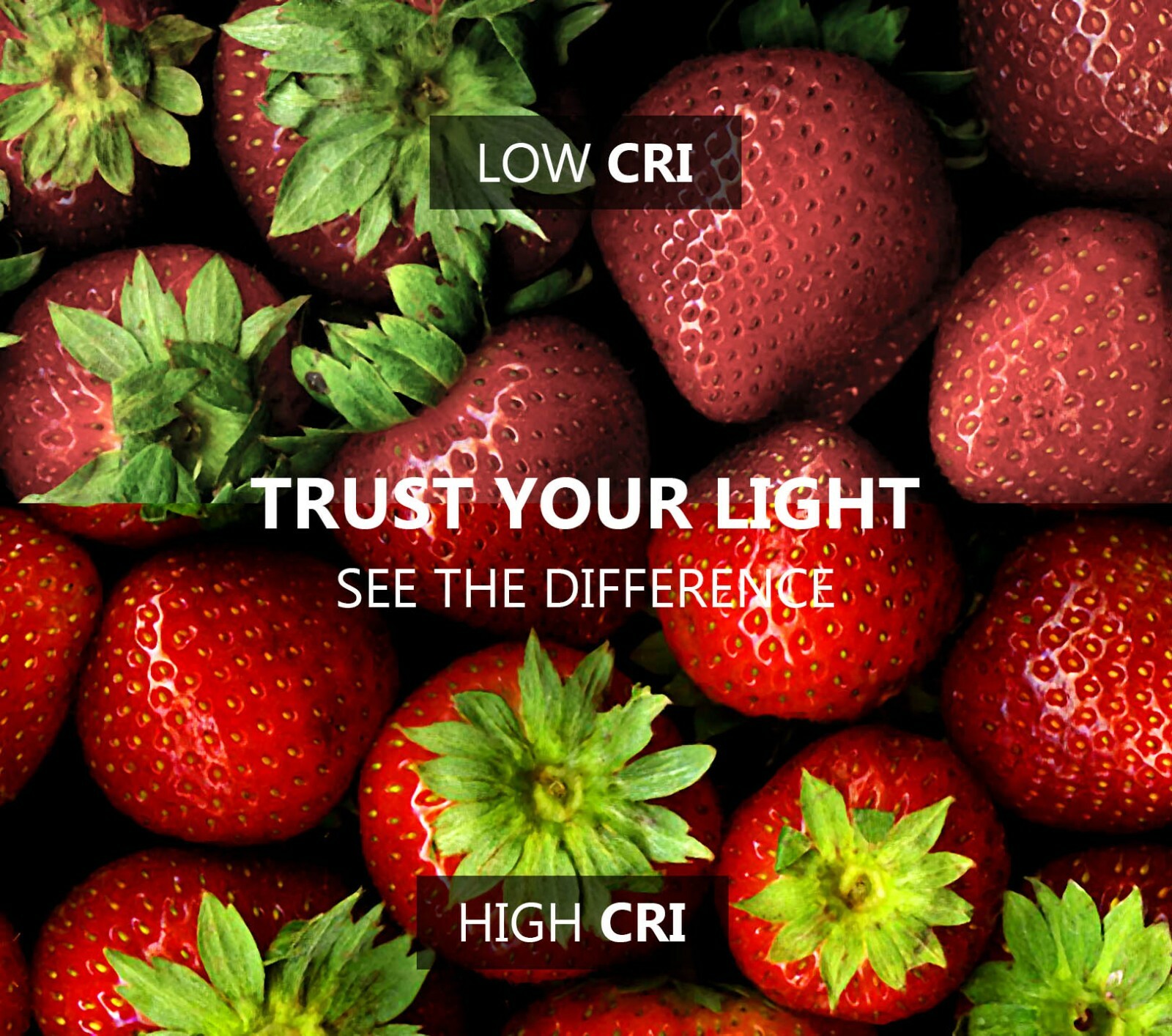 Portable Cold LED Light Source 80W with Fiber Optic for Medical Endoscopy Camera