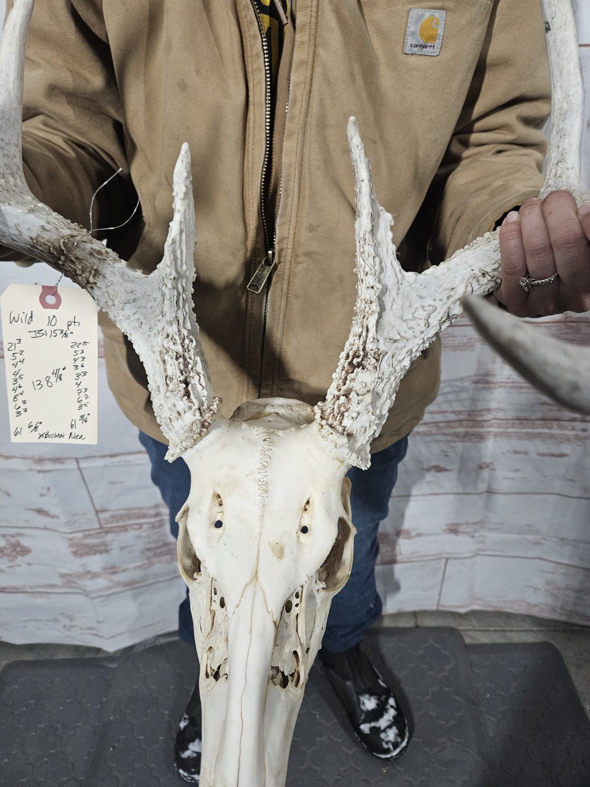 Wild 10 Point Whitetail Deer Antler Rack Horn European Skull Mount Man Cave 138"