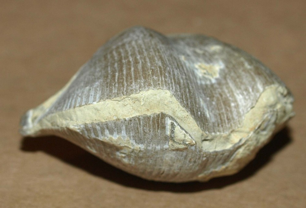 Devonian Brachiopod- Cyrtospirifer rudkinensis Ljaschenko, 1959