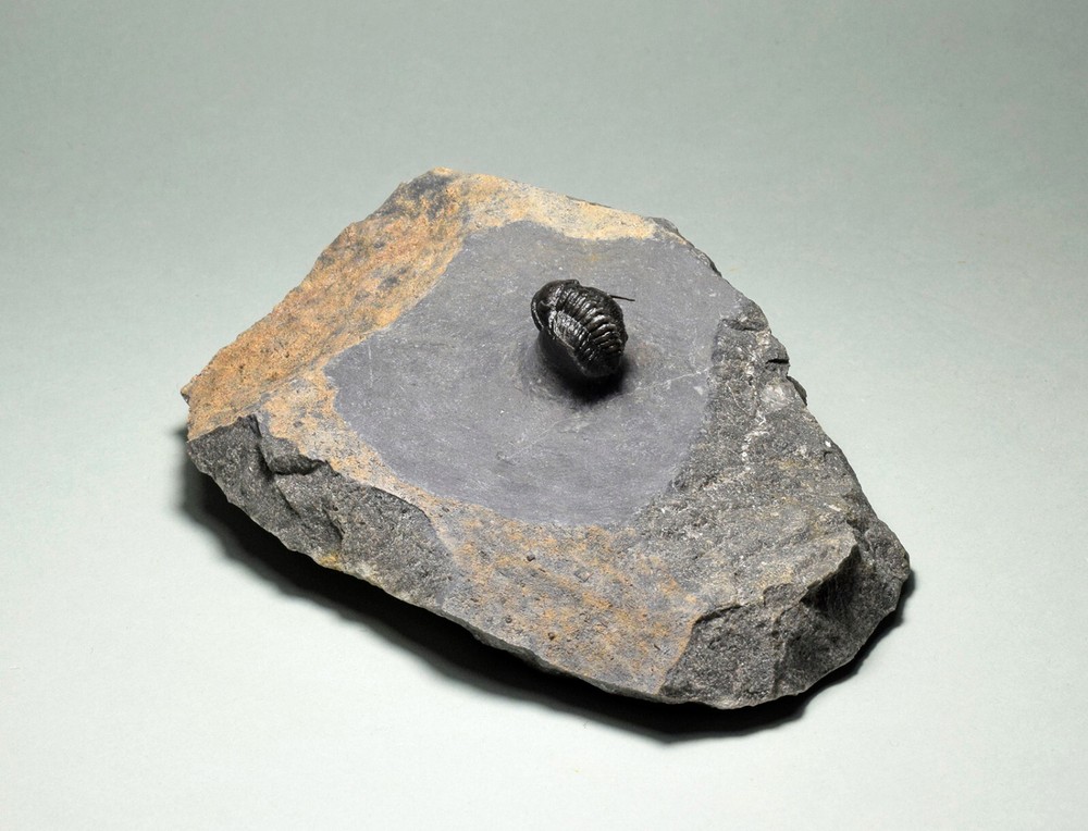 Rare trilobite Phaetonellus