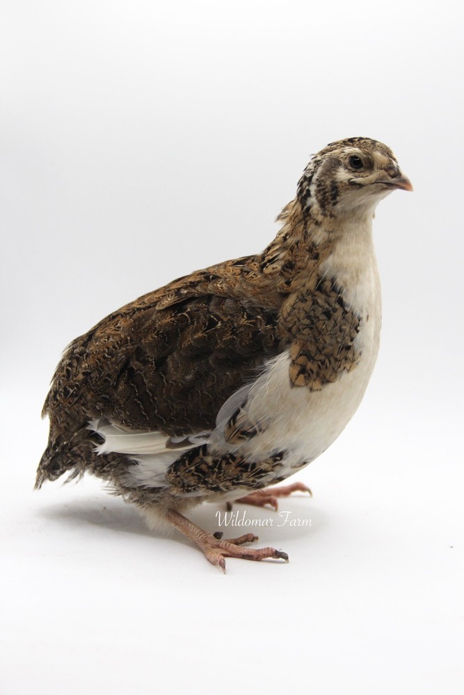 100+ Coturnix Quail Hatching Eggs