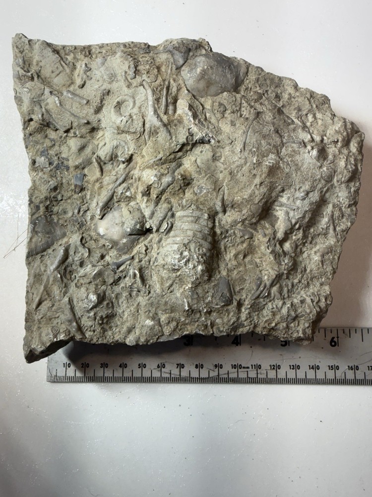 fossil slab, multiple specimens, natural matrix rock, 16 cm plate