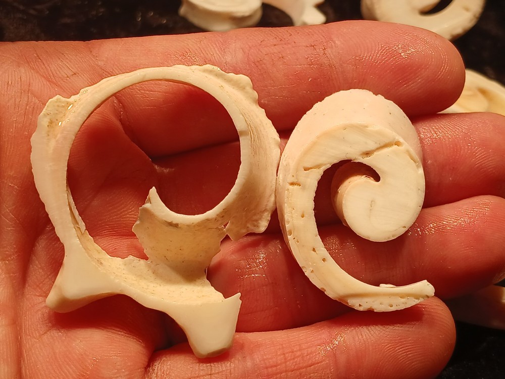 Shell Spiral Slices Lot