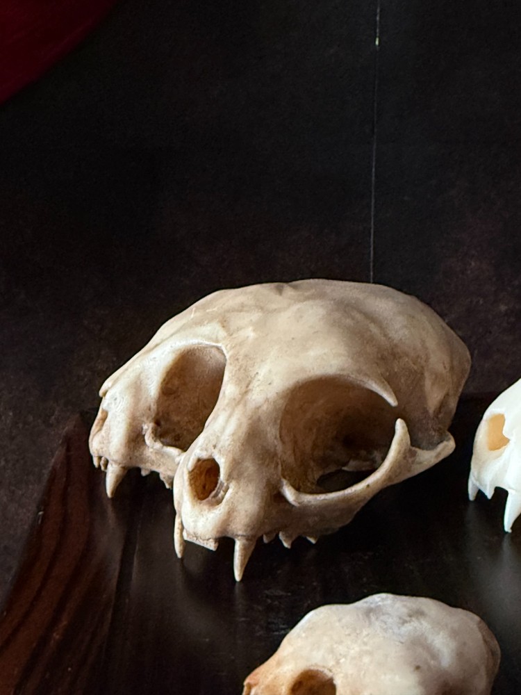 Conjoined Cat Skull Oddities and Curiosities replica (Aged)
