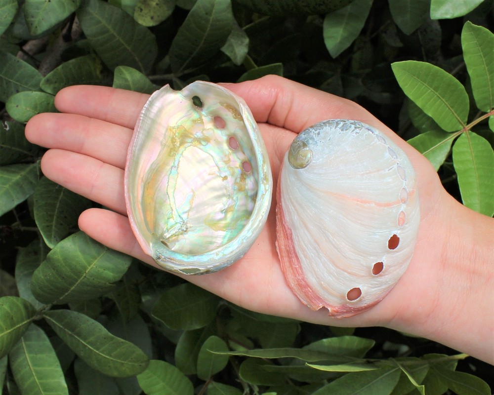 10 Pack Small Abalone Shell Gift Box: Natural Shells For Smudging, Crafting, etc