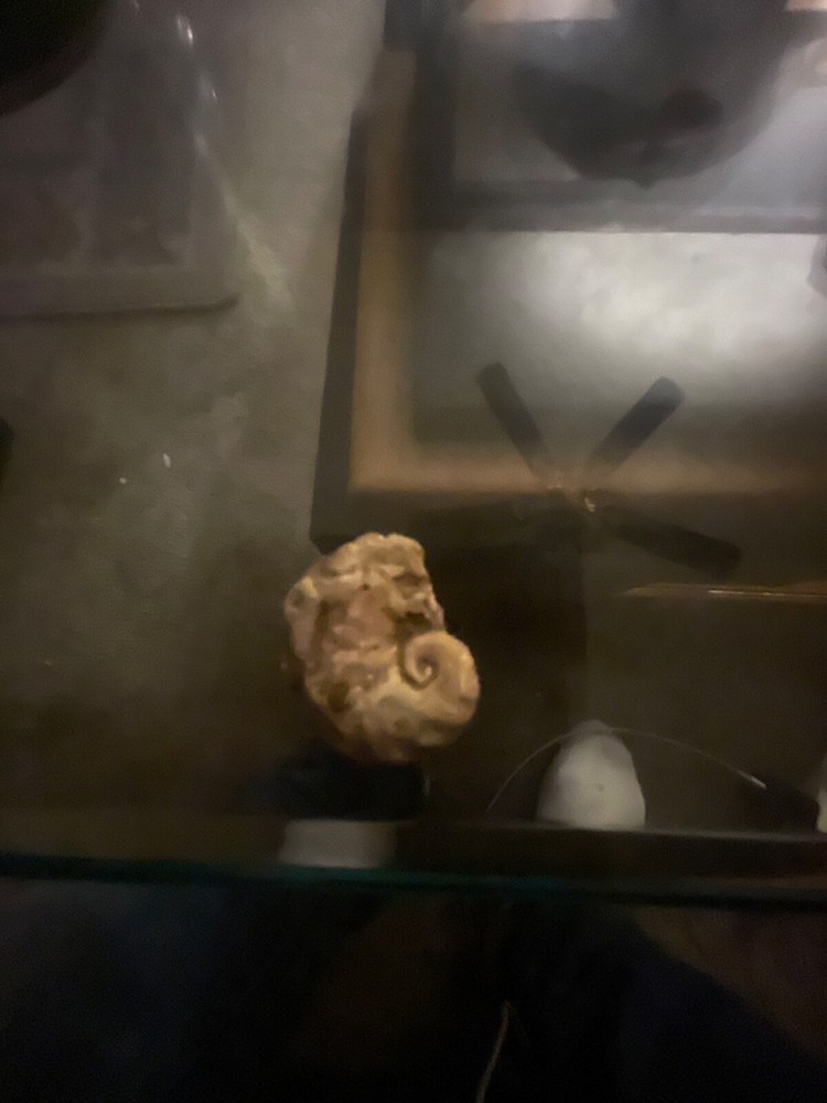 seahorse fossil