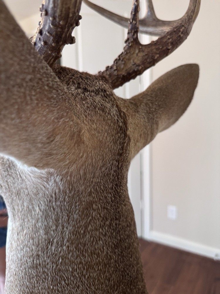 Deer Head Wall Mount with Wooden Base