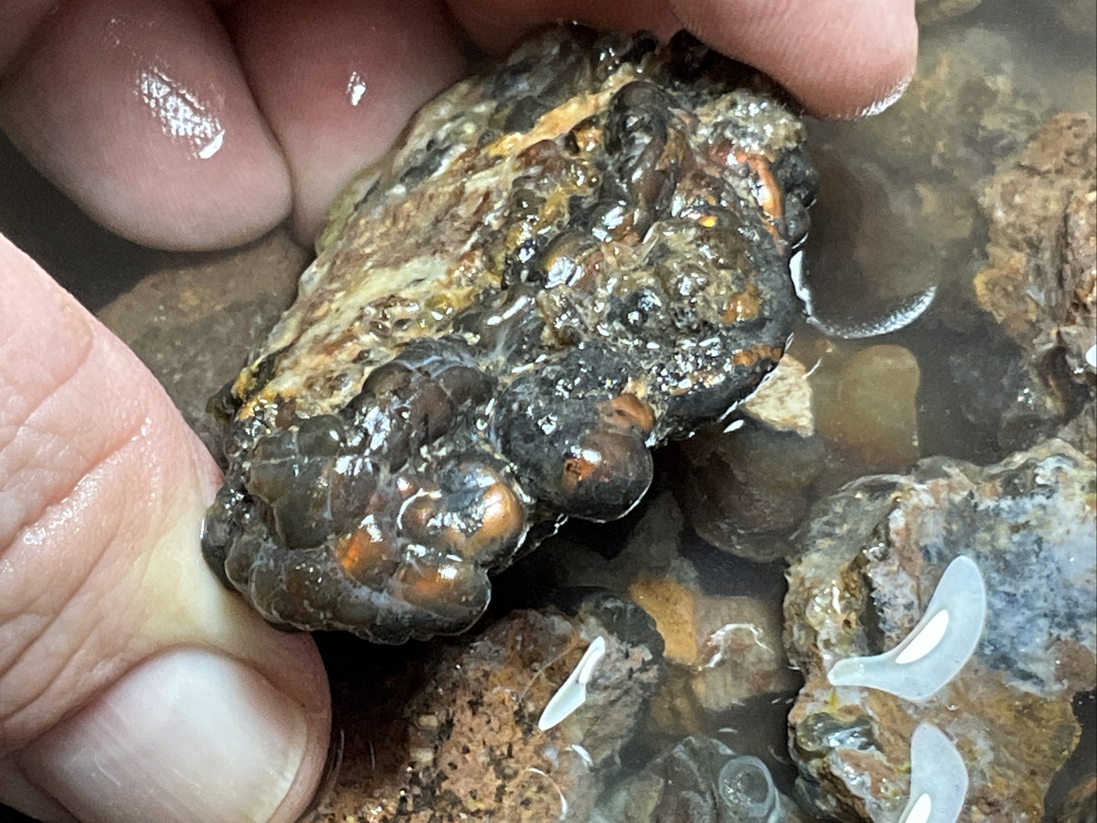 1/4 Pound Fire Agate Choice & Mid Grade Professionally Chosen Colorful Rough Lot